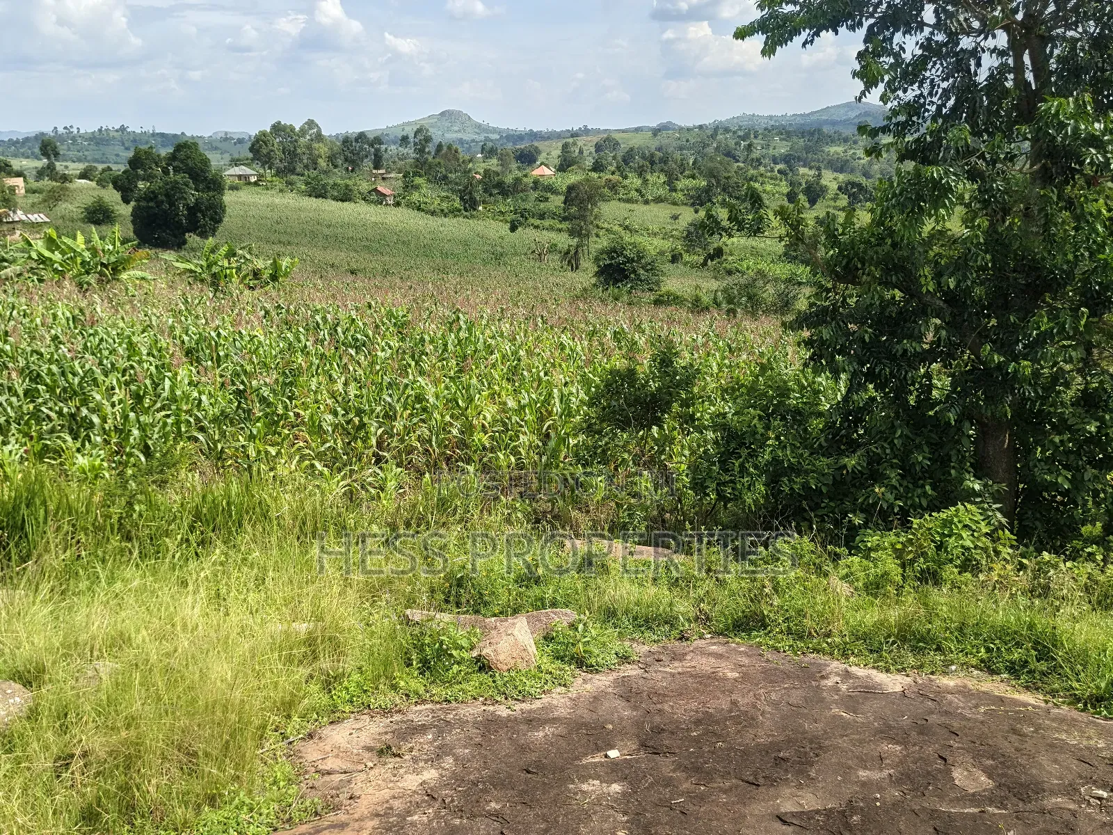 Agricultural Land on Sale in Kyenjojo