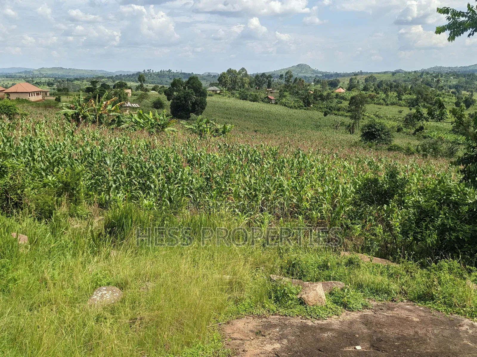 Agricultural Land on Sale in Kyenjojo