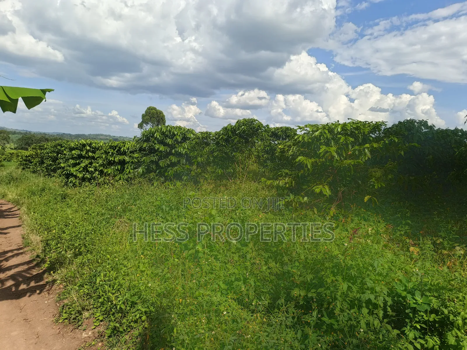 Agricultural Land on Sale in Kyenjojo