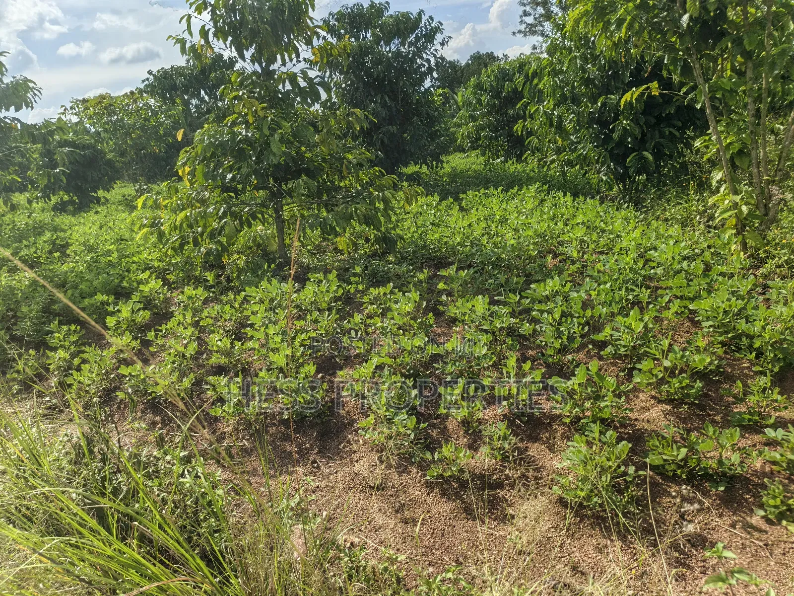 Agricultural Land on Sale in Kyenjojo