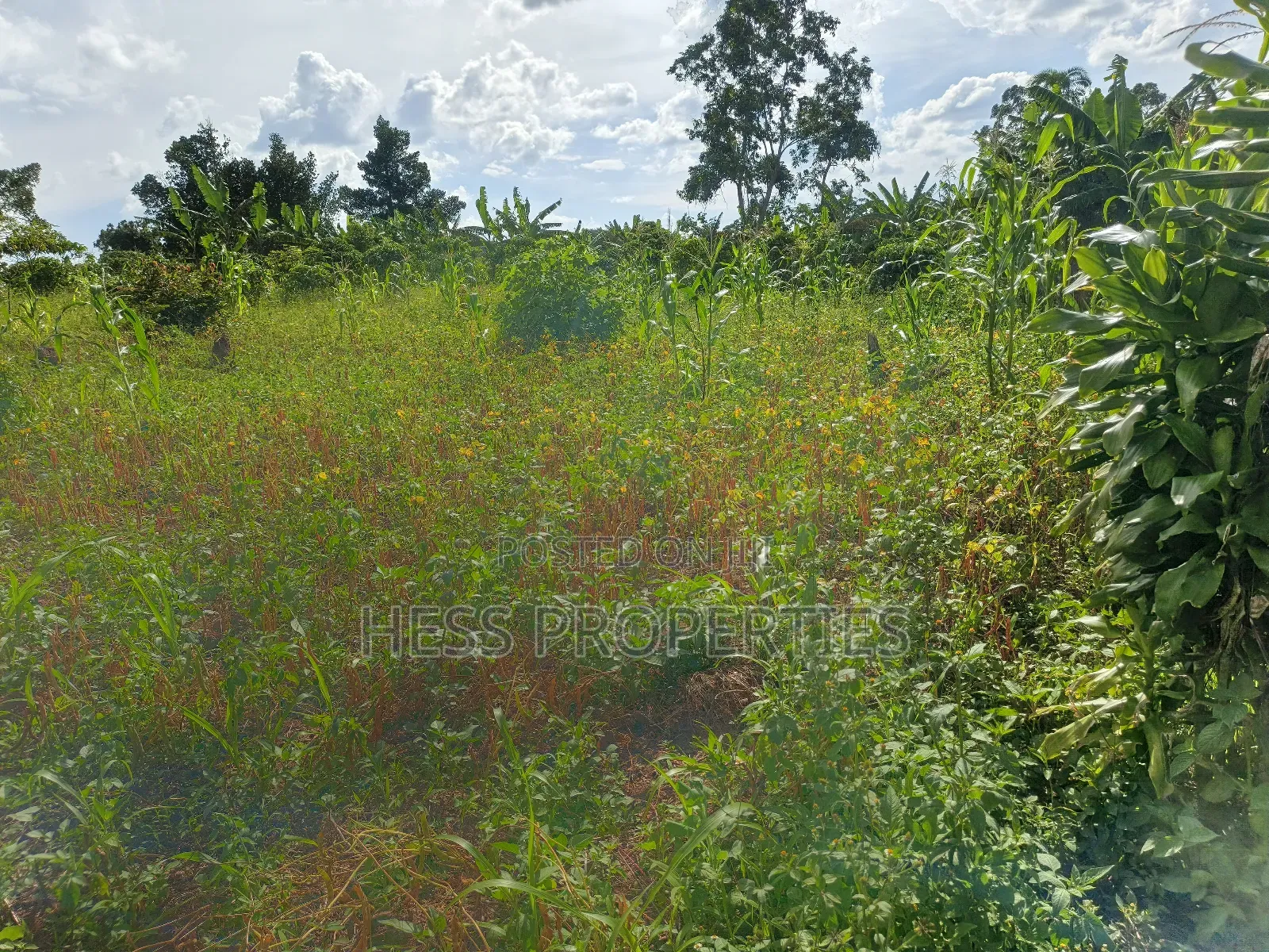 Agricultural Land on Sale in Kyenjojo