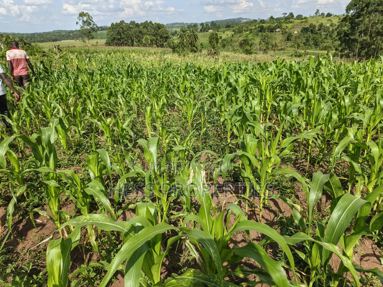 Agricultural Land on Sale in Kyenjojo