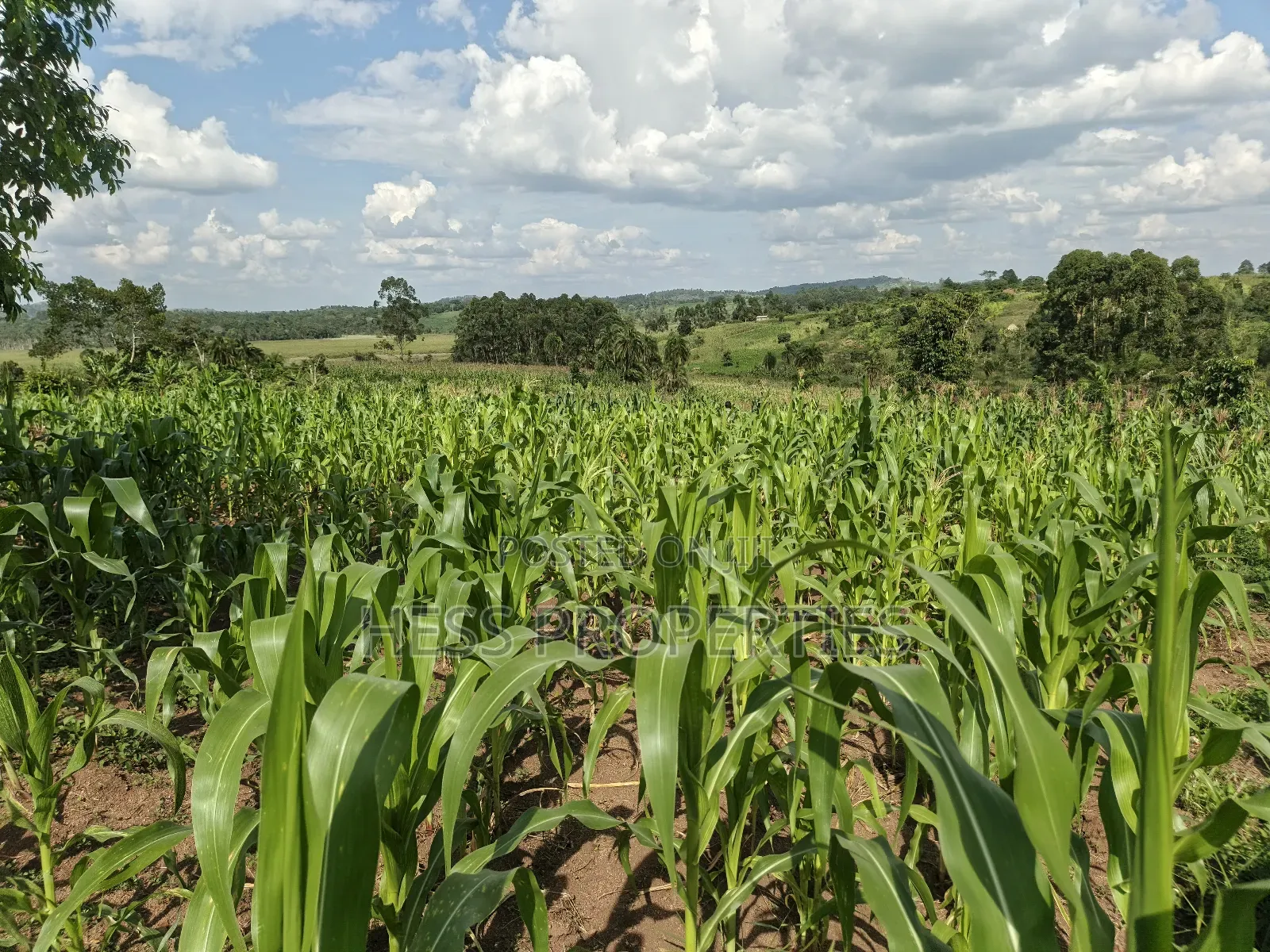 Agricultural Land on Sale in Kyenjojo