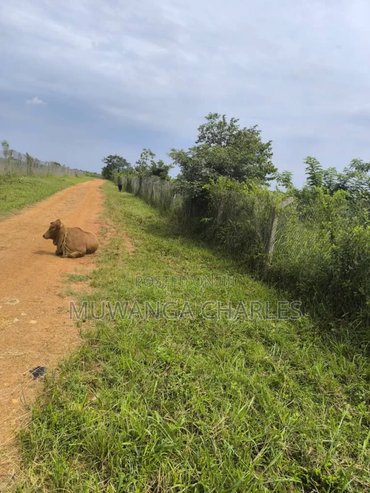 500acres Onon Sale in Nakasongola in Kakooge