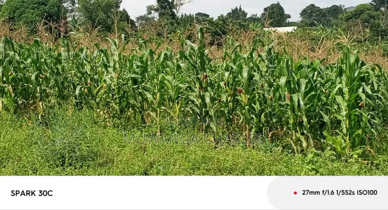 Land for Sale in Wabutungulu in Zirobwe