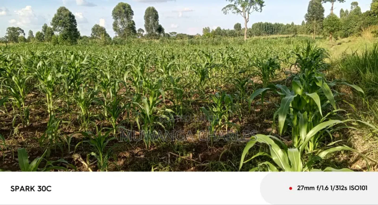 Land for Sale in Wabutungulu in Zirobwe