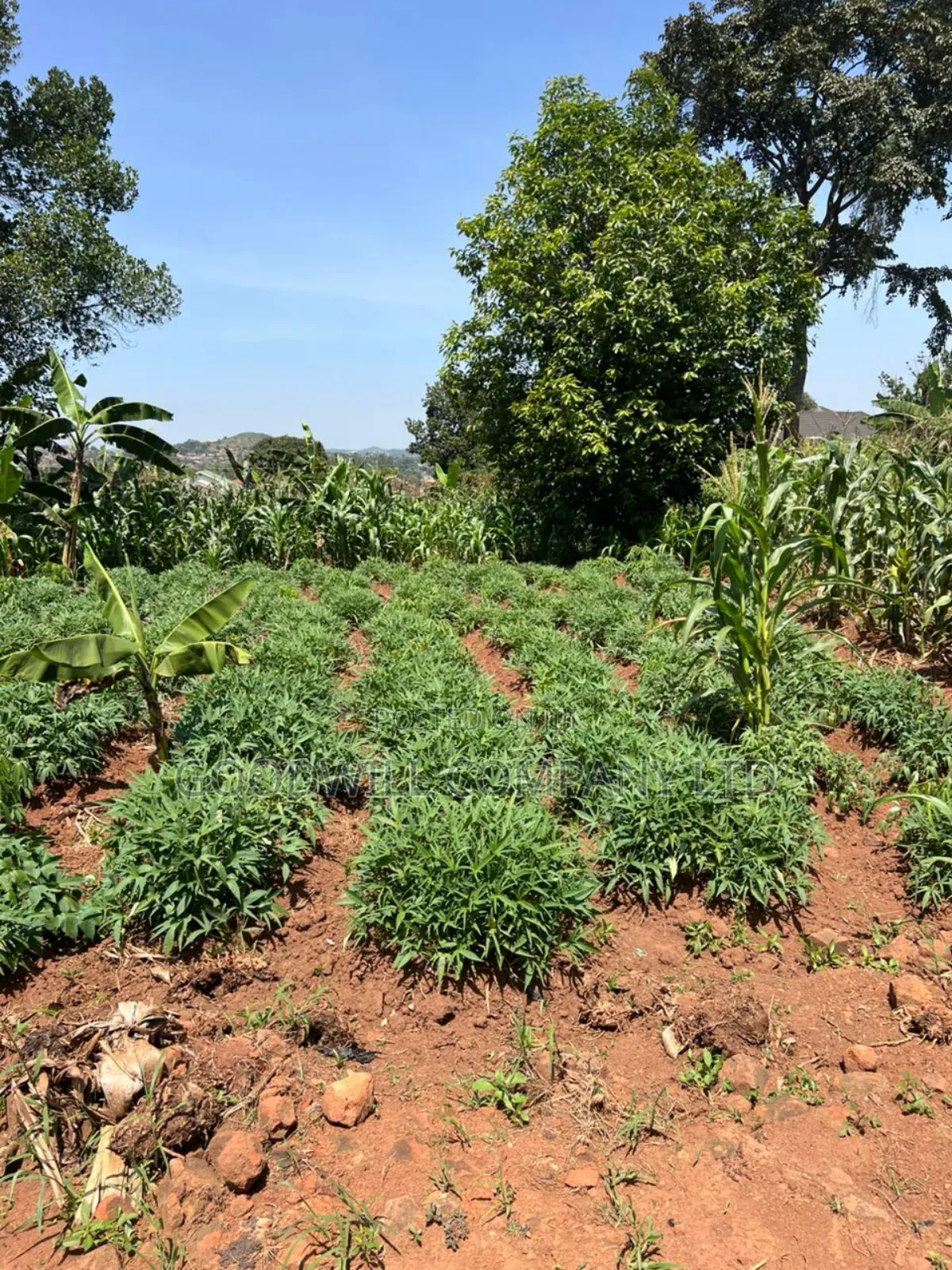 11 Decimals of Land Kijabijjo Near Town in Central Division