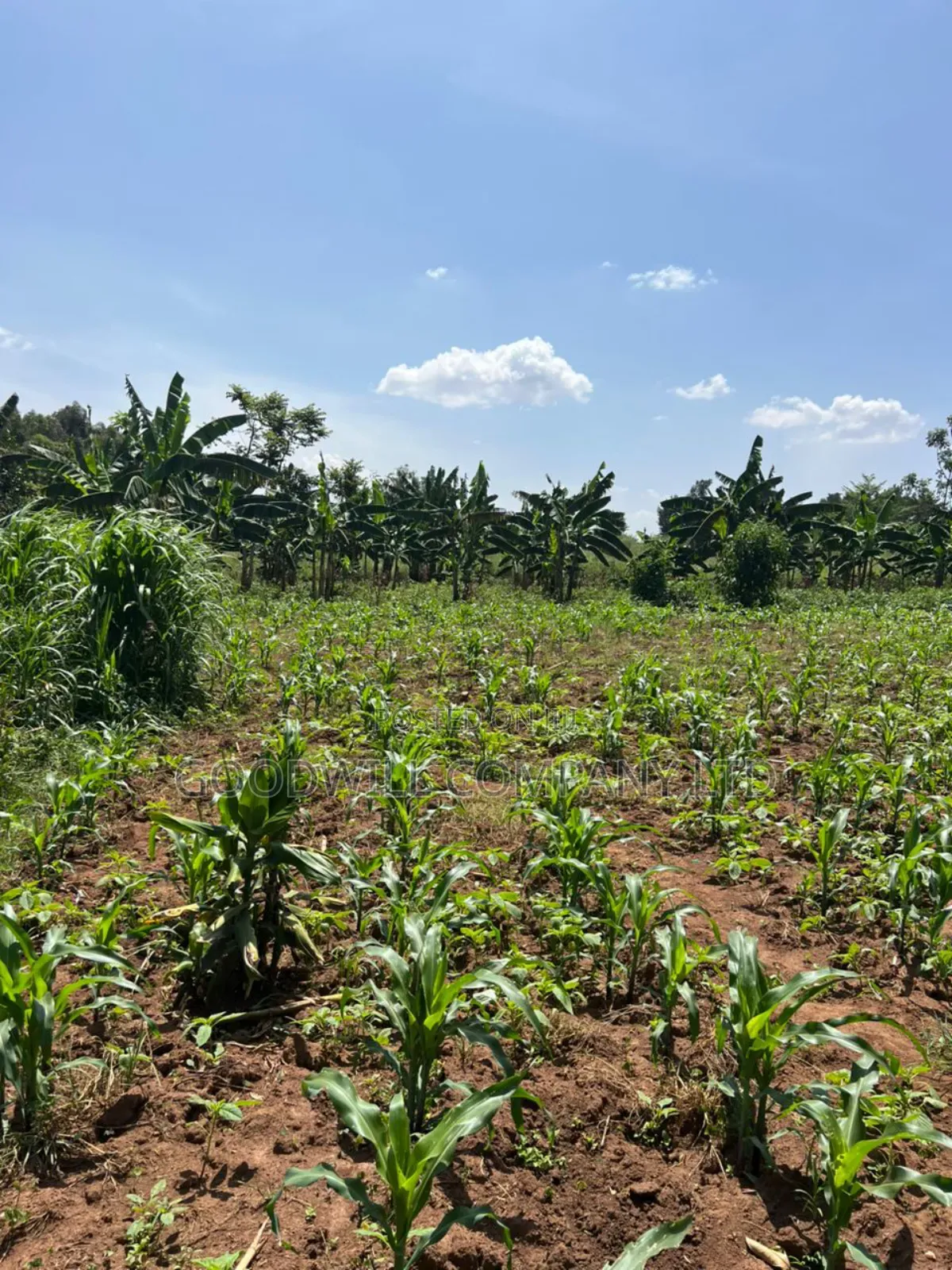 100*100feet Plot of Land in Kijabijjo After Nakwero Gayaza in Central Division