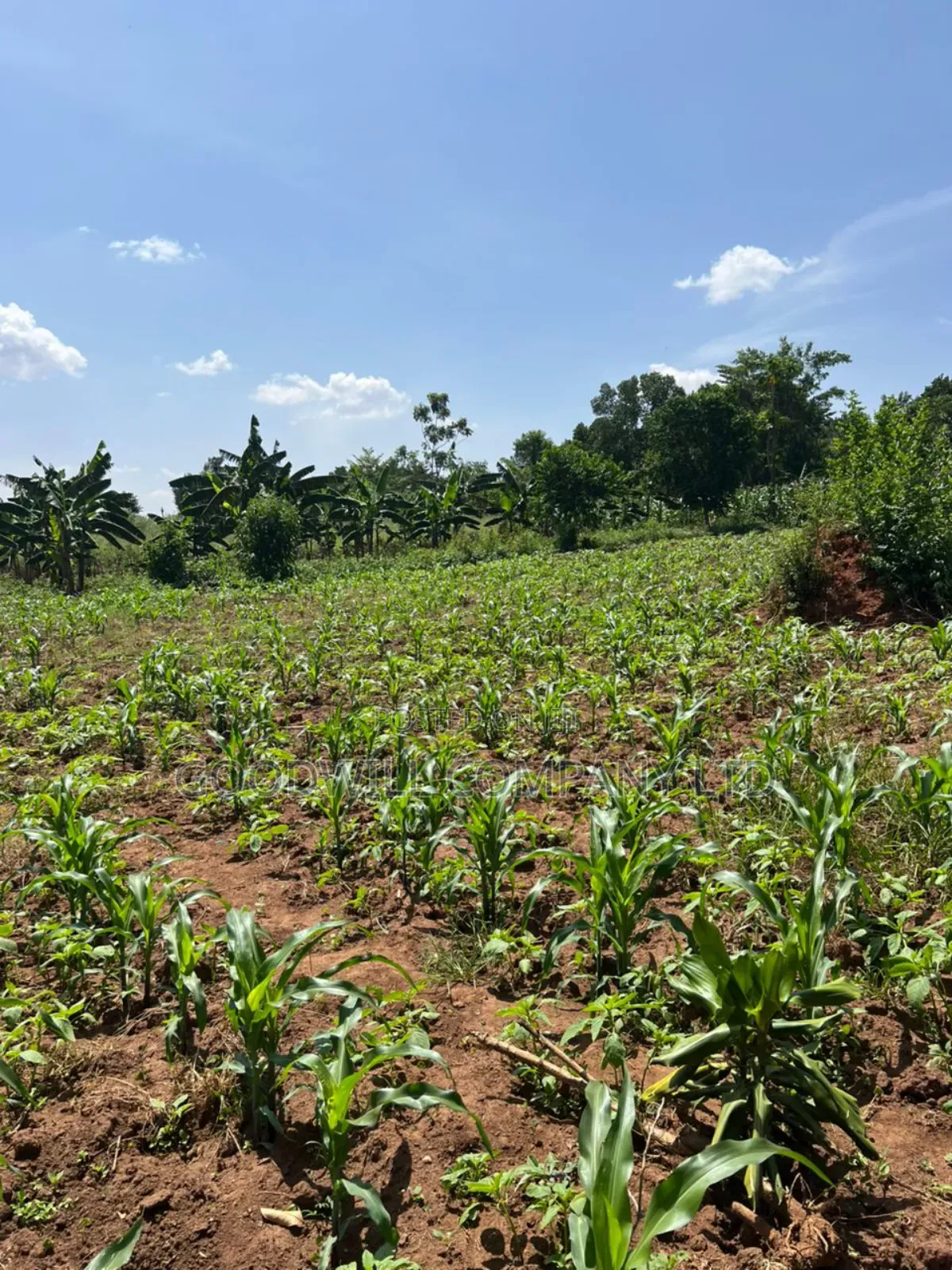 100*100feet Plot of Land in Kijabijjo After Nakwero Gayaza in Central Division