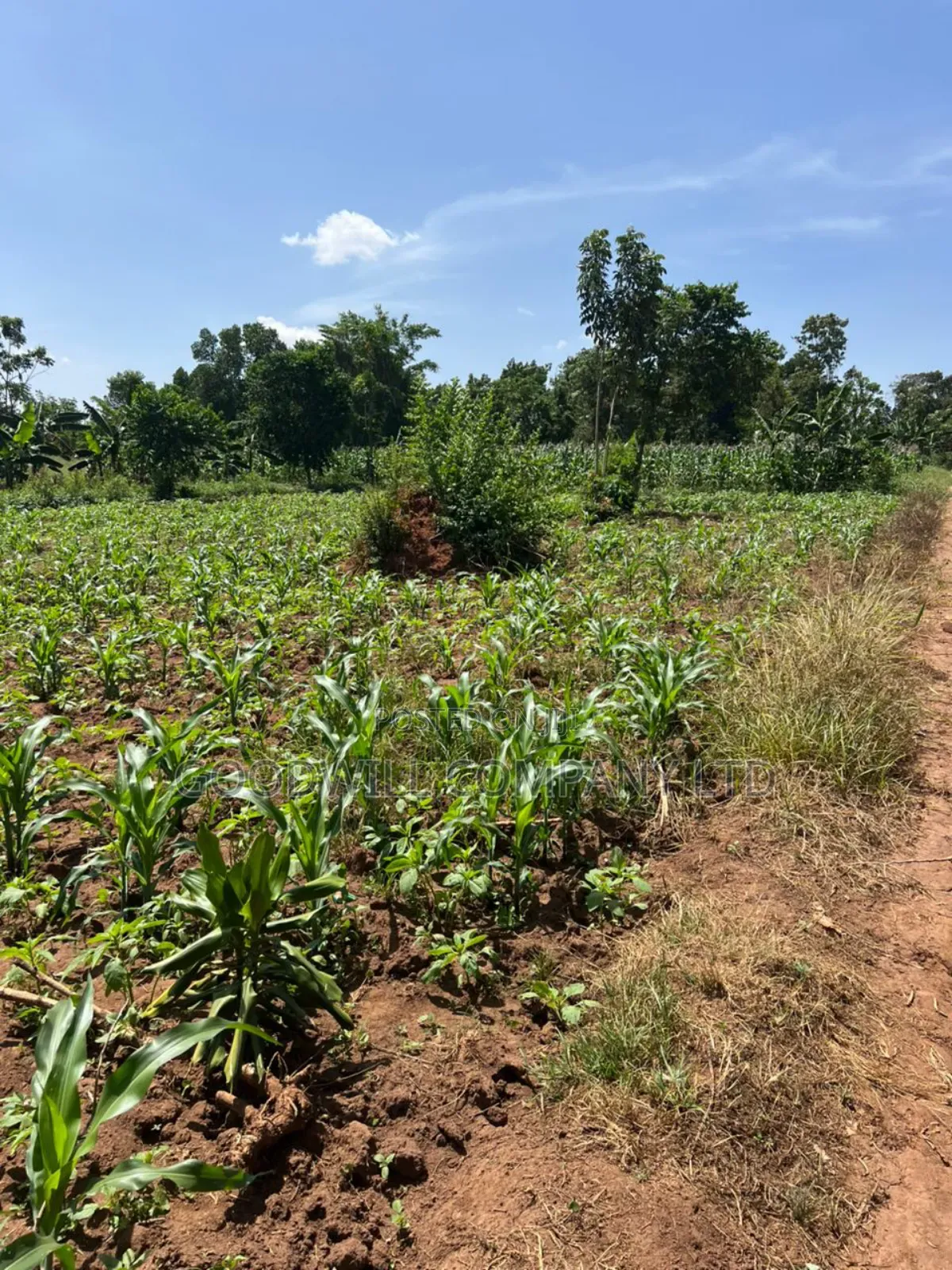 100*100feet Plot of Land in Kijabijjo After Nakwero Gayaza in Central Division