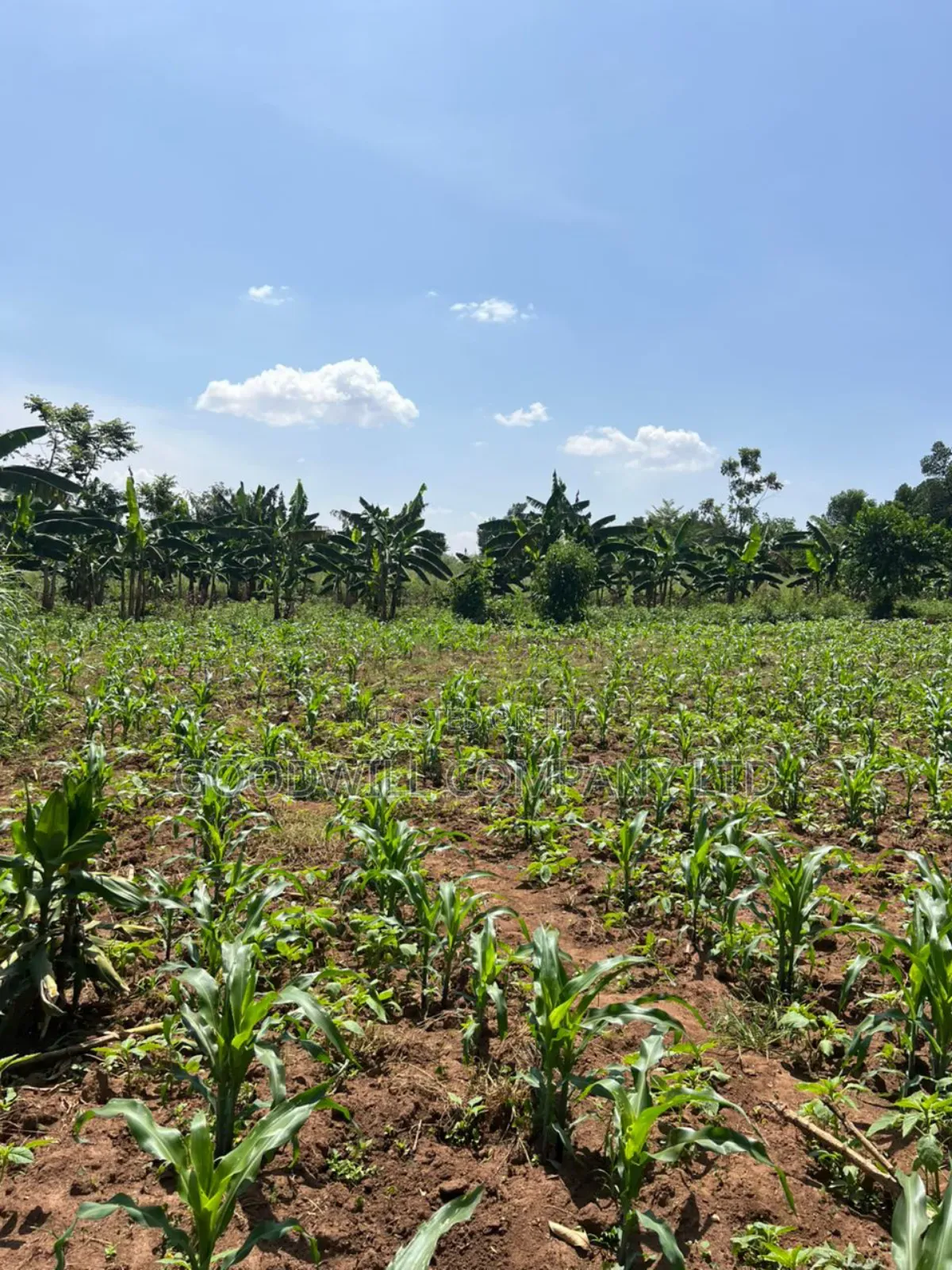 100*100feet Plot of Land in Kijabijjo After Nakwero Gayaza in Central Division