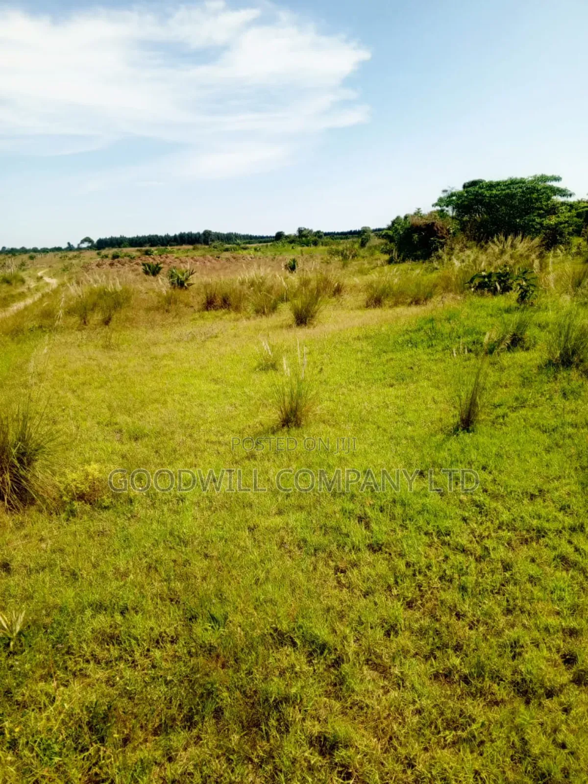 50 Acres of Land in Masaka on Bukakata Road in Central Division