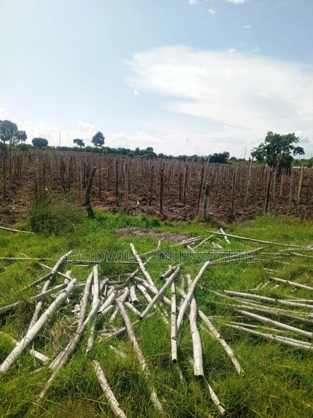 100 Acres of Land in Masaka on Bukakata Mukono Road in Central Division