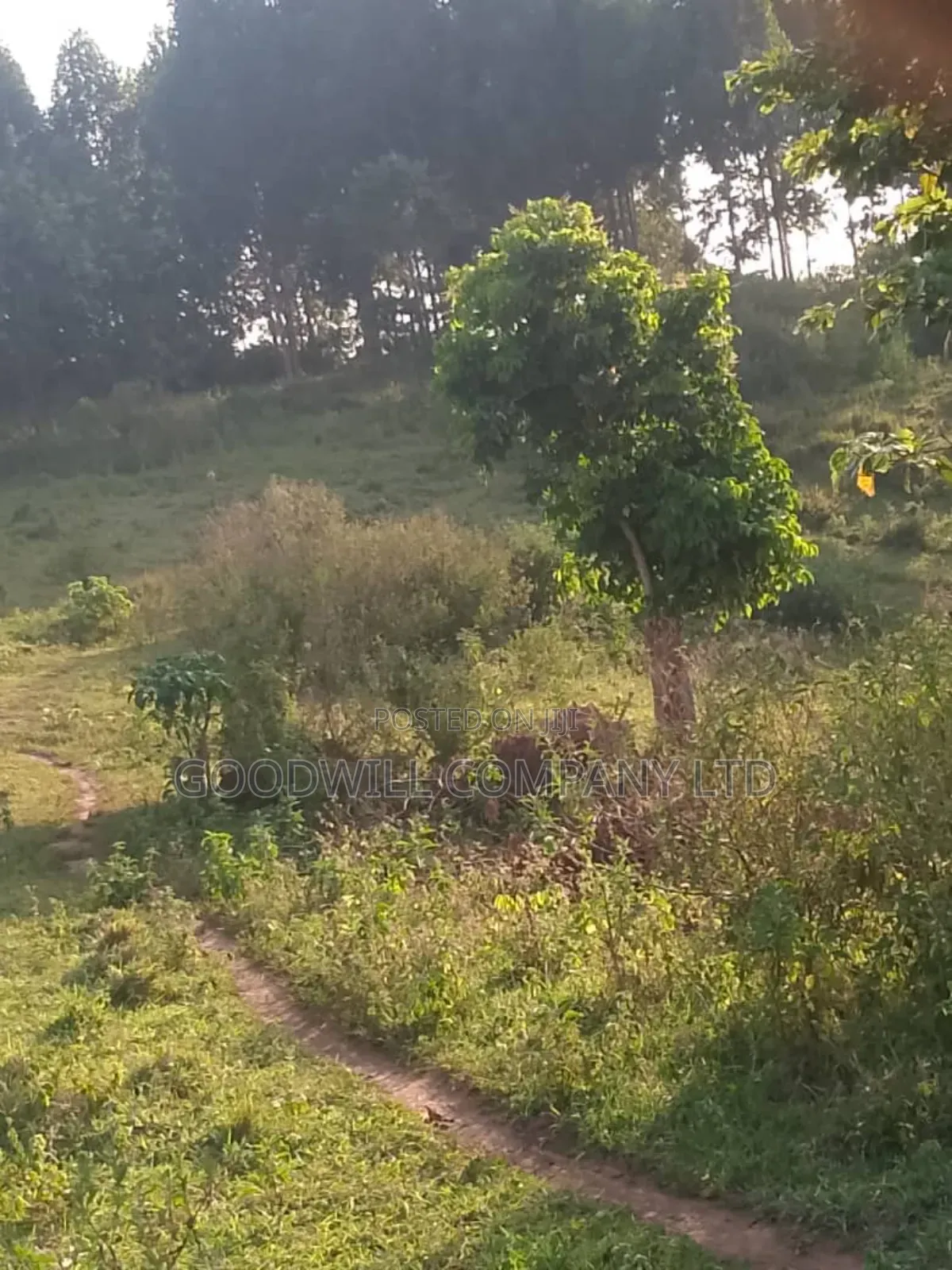 20 Acres of Land in Bubwa Buikwe Touching on Shores of Lake Victoria. in Central Division