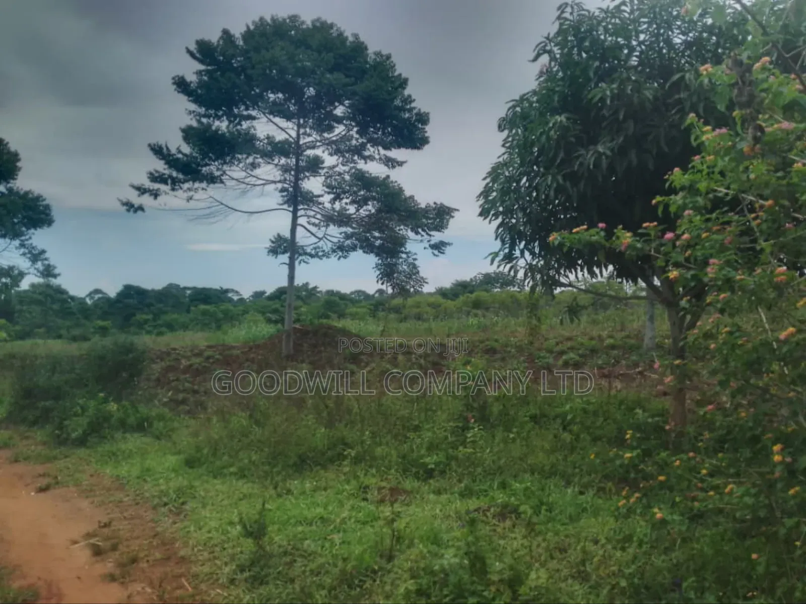 23 Acres of Land for Sale in Buwaampa Sese Nkokonjeru. in Central Division