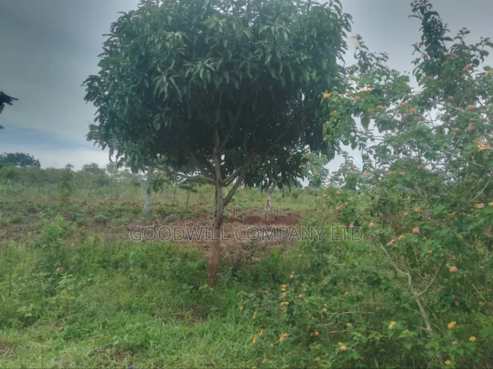23 Acres of Land for Sale in Buwaampa Sese Nkokonjeru. in Central Division