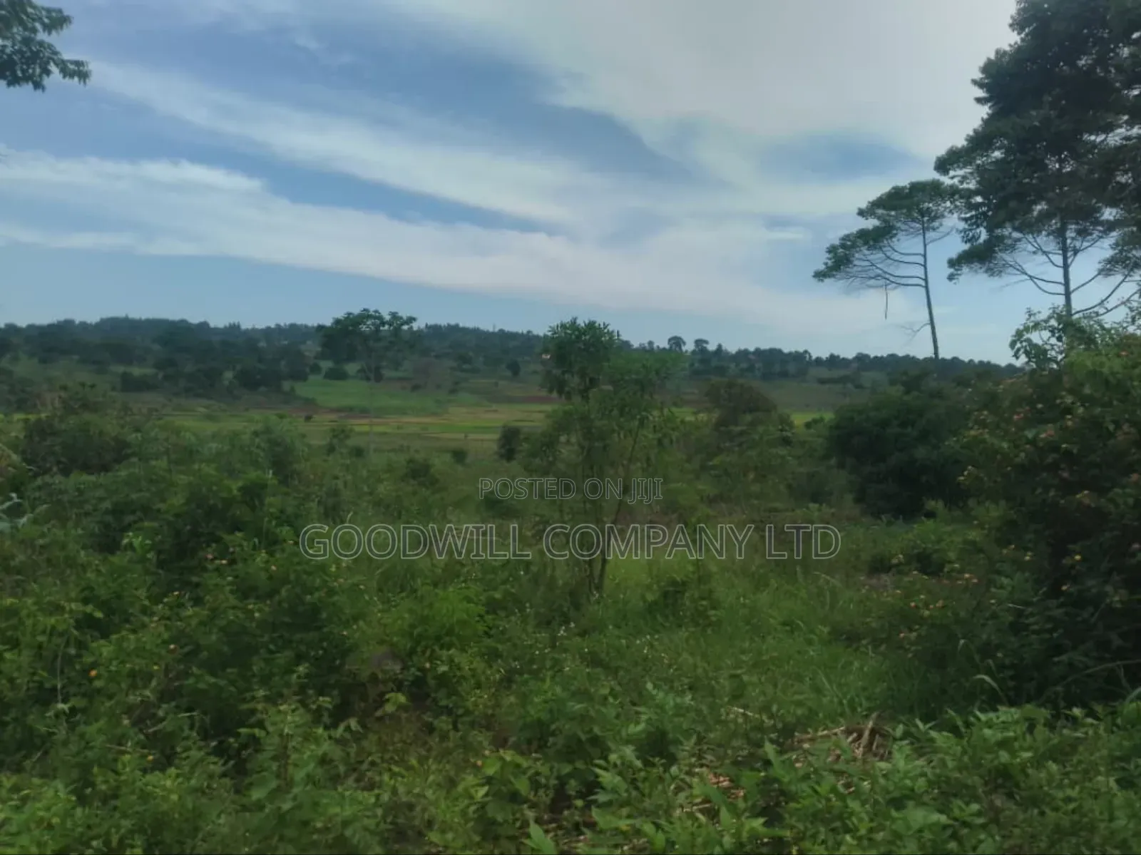 23 Acres of Land for Sale in Buwaampa Sese Nkokonjeru. in Central Division
