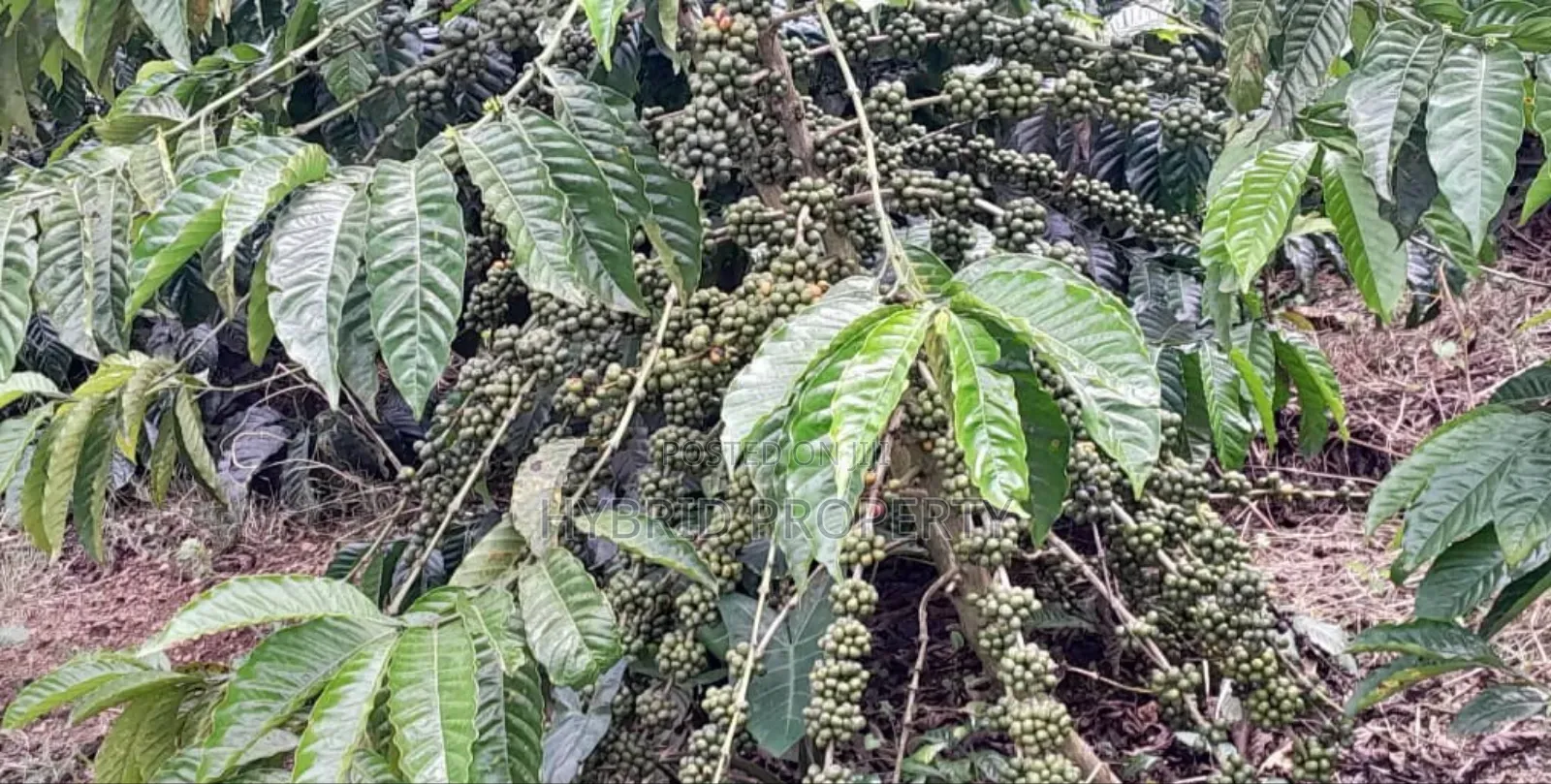 16acres Of Land With Coffee Plantation For Sale At Wakiso~Hoima Road. in Wakiso / Wakiso