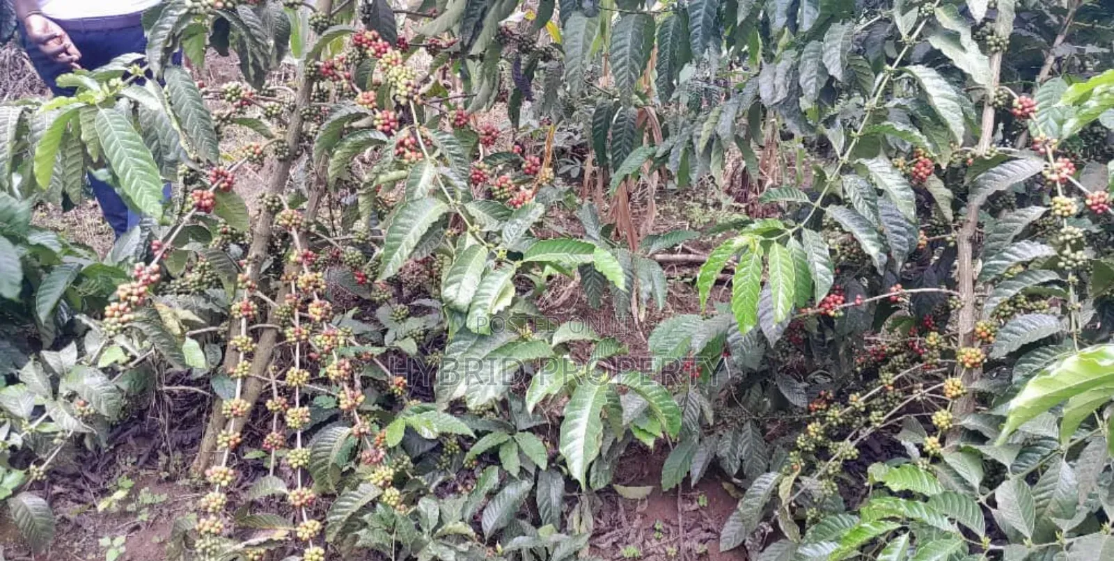16acres Of Land With Coffee Plantation For Sale At Wakiso~Hoima Road. in Wakiso / Wakiso