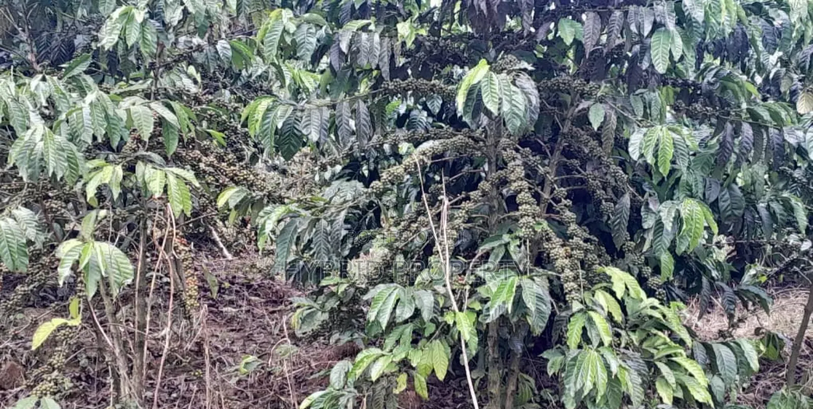 16acres Of Land With Coffee Plantation For Sale At Wakiso~Hoima Road. in Wakiso / Wakiso