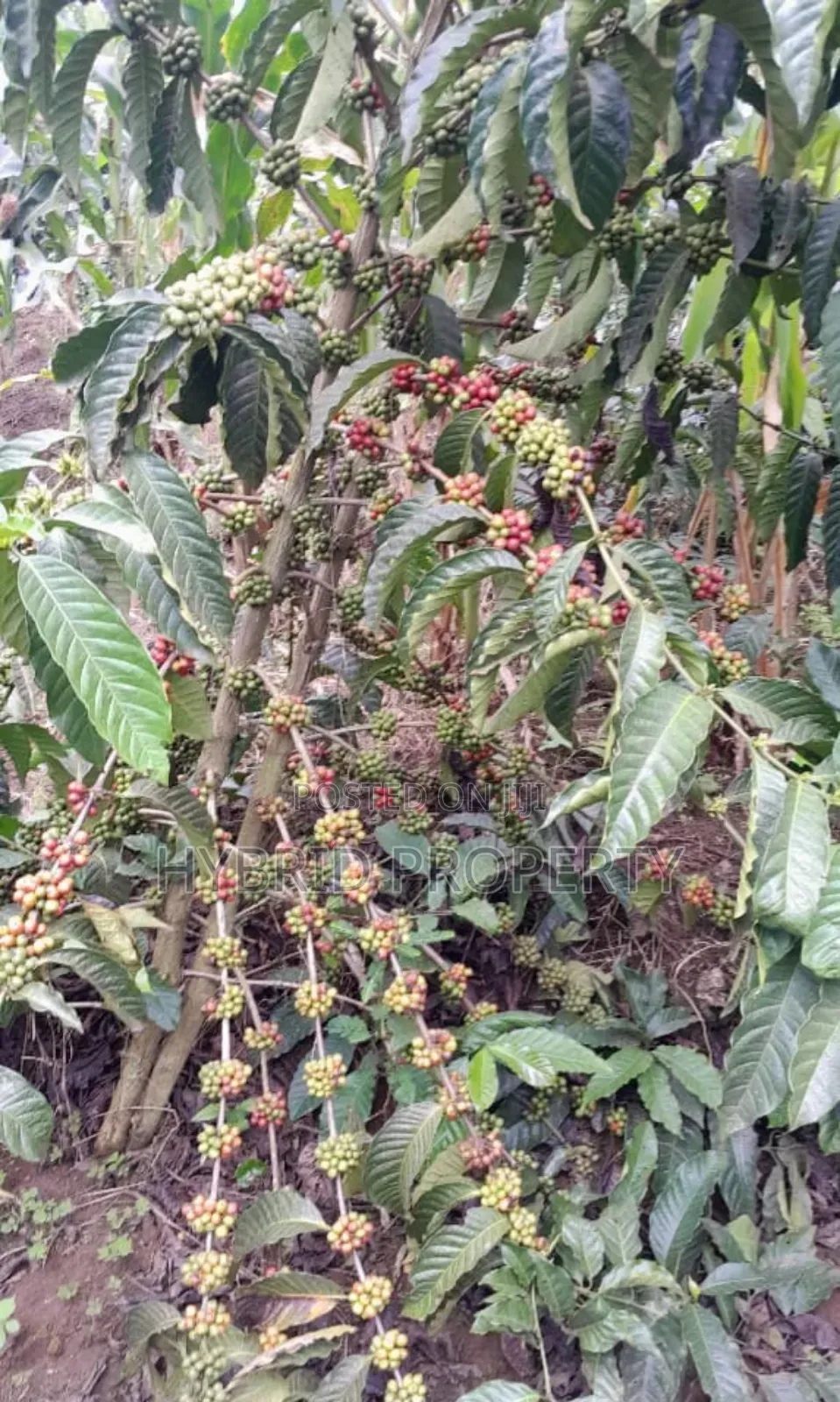 16acres Of Land With Coffee Plantation For Sale At Wakiso~Hoima Road. in Wakiso / Wakiso