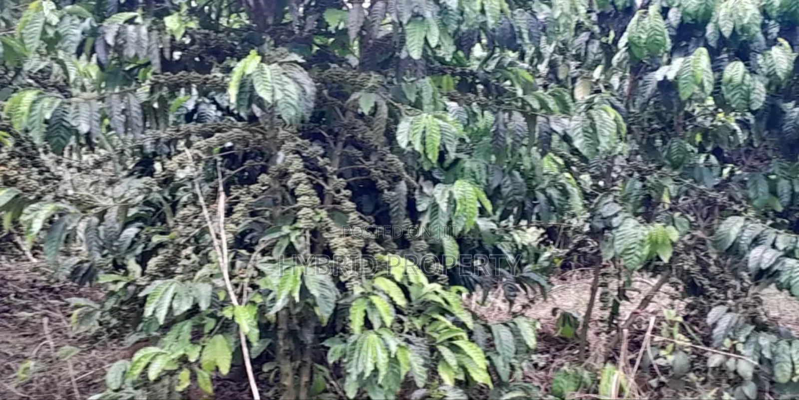 16acres Of Land With Coffee Plantation For Sale At Wakiso~Hoima Road. in Wakiso / Wakiso