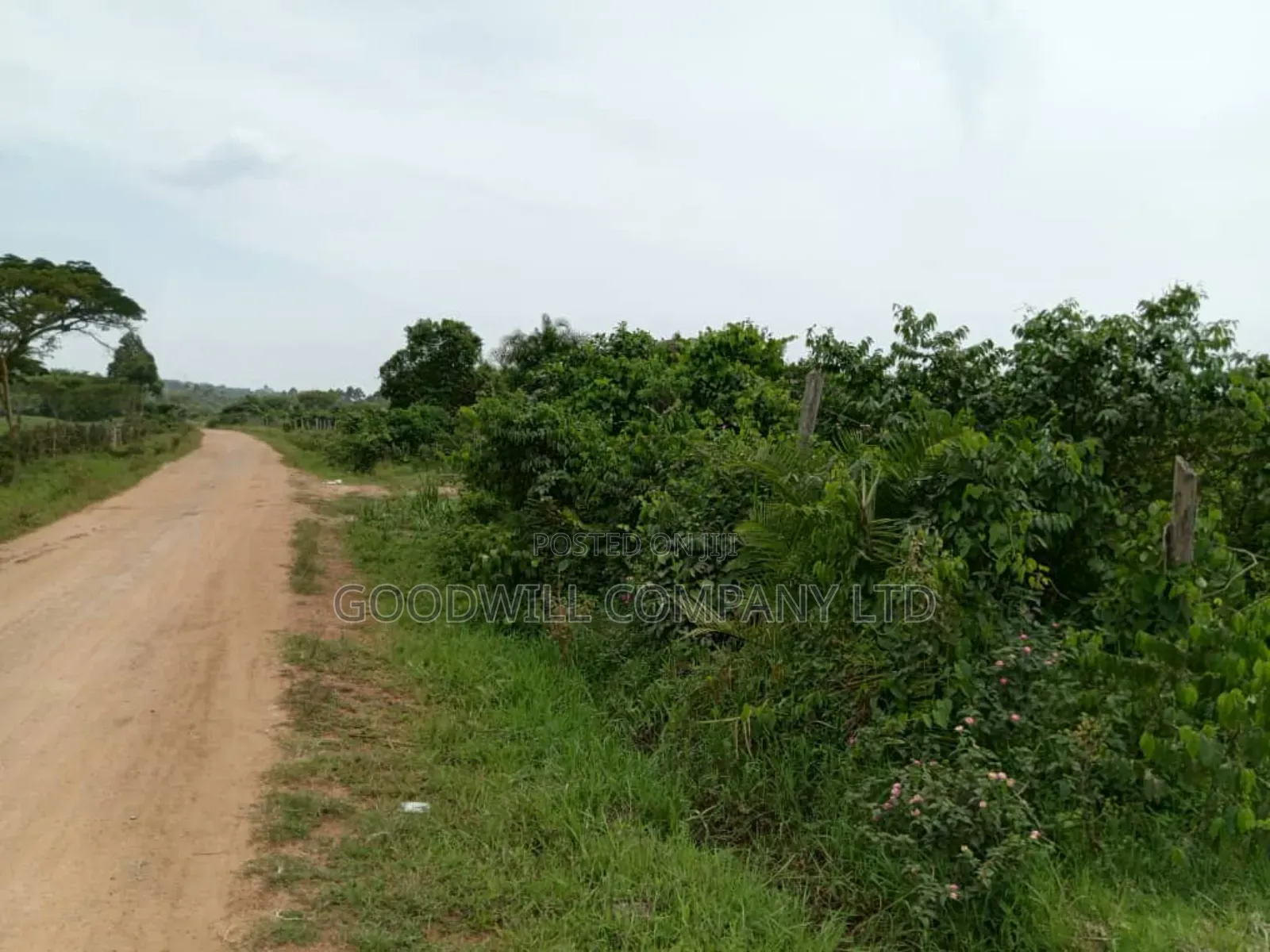 15 Acres of Well Fenced Farm Land in Masaka Kinoni Private Mailo Title in Central Division