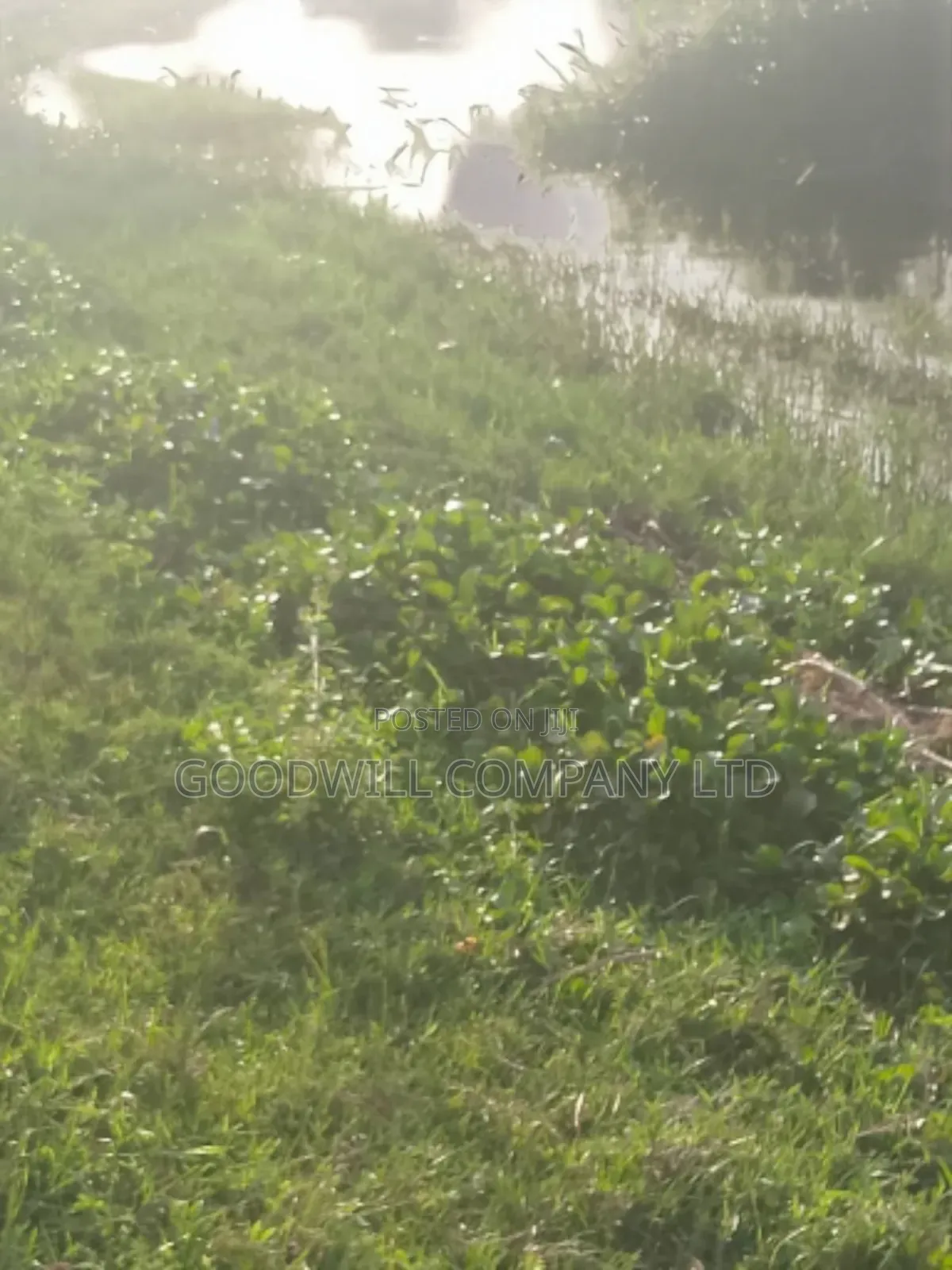 23 Acres of Land in Nkokonjeru Touching on Victoria, 25kms Off Tarmac in Central Division