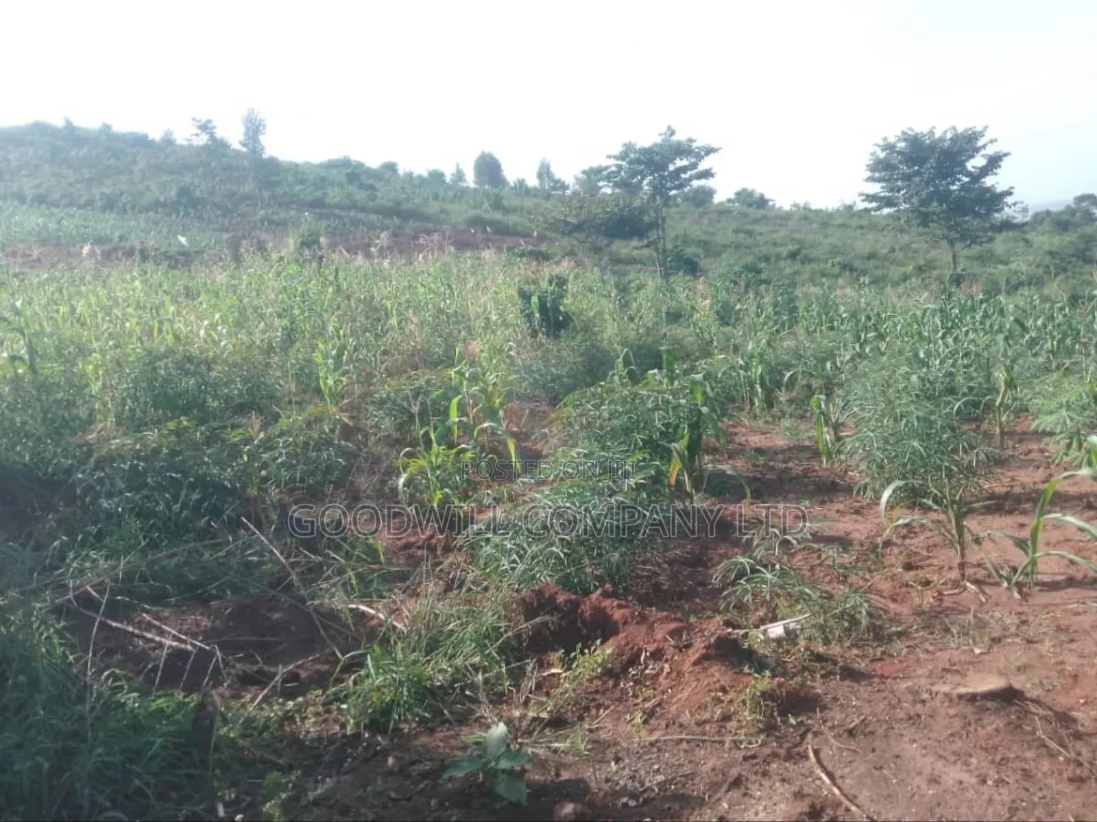 36 Acres of Land Kiyiindi Lukalu Viewing Lake Victoria .2km Off Tarmac in Central Division