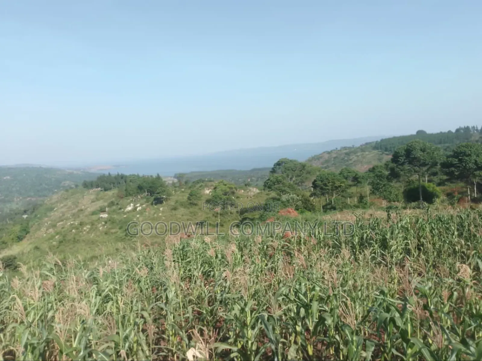 36 Acres of Land Kiyiindi Lukalu Viewing Lake Victoria .2km Off Tarmac in Central Division