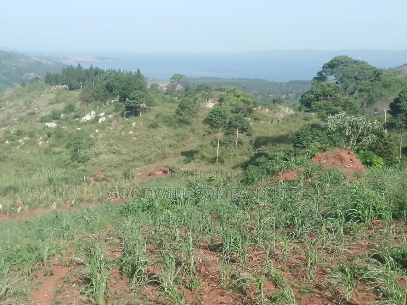 36 Acres of Land Kiyiindi Lukalu Viewing Lake Victoria .2km Off Tarmac in Central Division