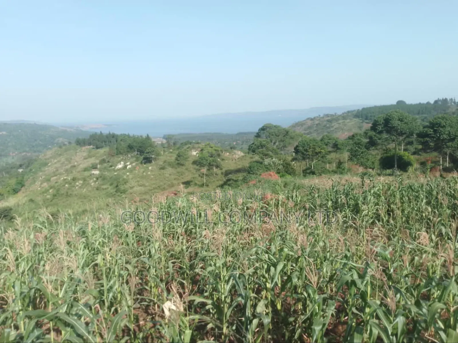 36 Acres of Land Kiyiindi Lukalu Viewing Lake Victoria .2km Off Tarmac in Central Division