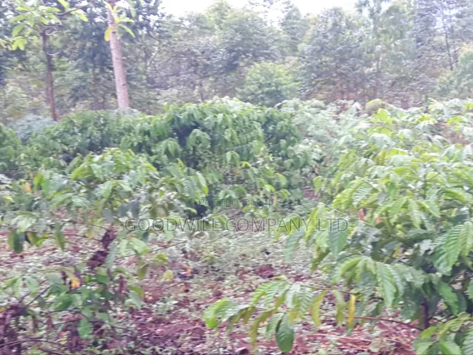 5 Acres of Land in Ttamu Mityana Before Mityana Town 4km Off Tamarc in Central Division
