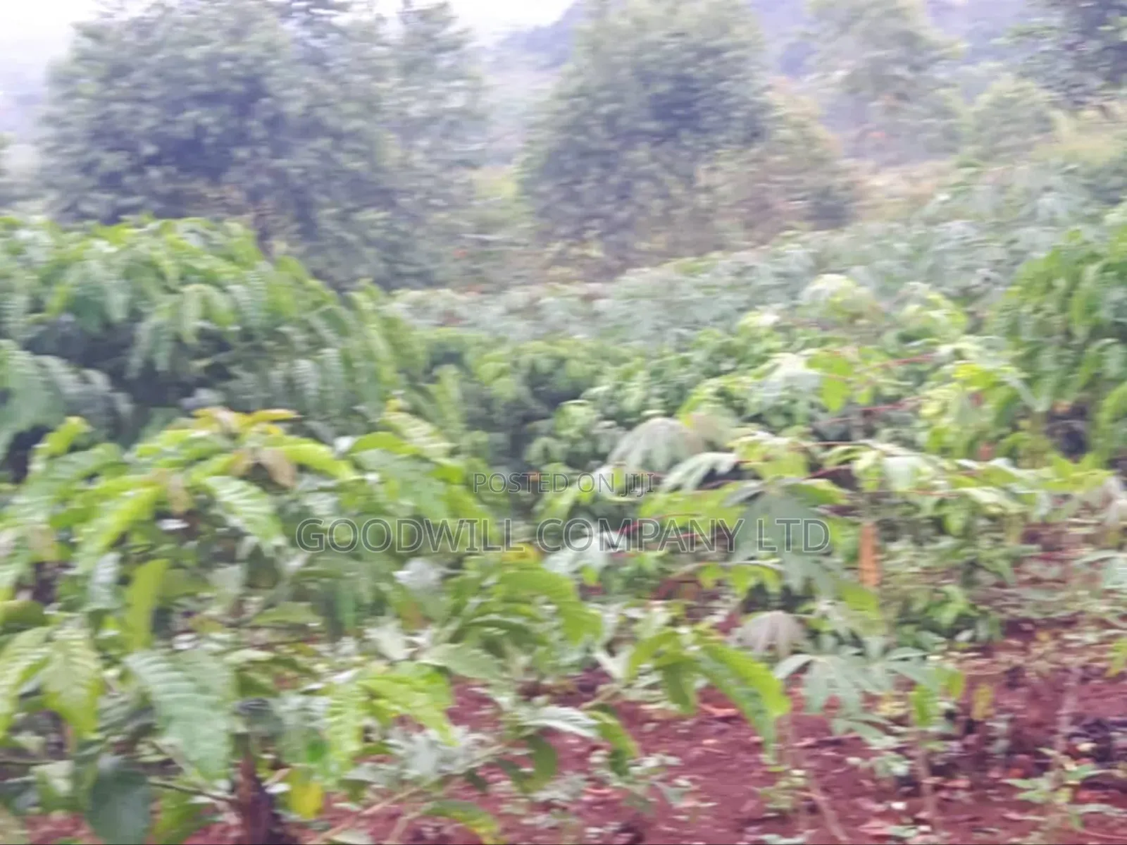 5 Acres of Land in Ttamu Mityana Before Mityana Town 4km Off Tamarc in Central Division