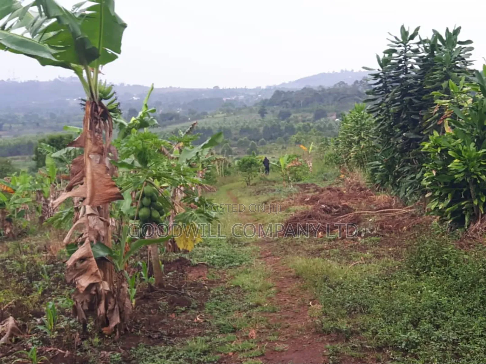 5 Acres of Land in Ttamu Mityana Before Mityana Town 4km Off Tamarc in Central Division