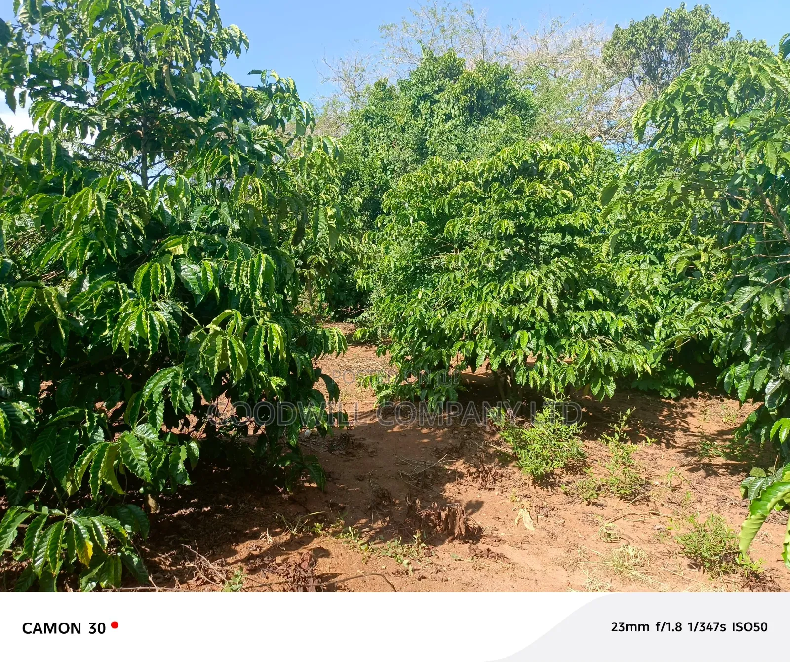 378 Acres Of Land In Sembabule (30 Acres Are Coffee Plantation) in Central Division