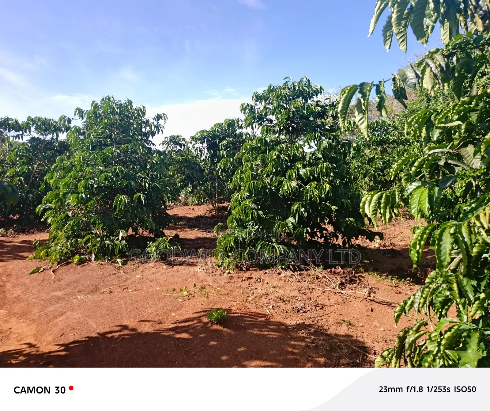 378 Acres Of Land In Sembabule (30 Acres Are Coffee Plantation) in Central Division