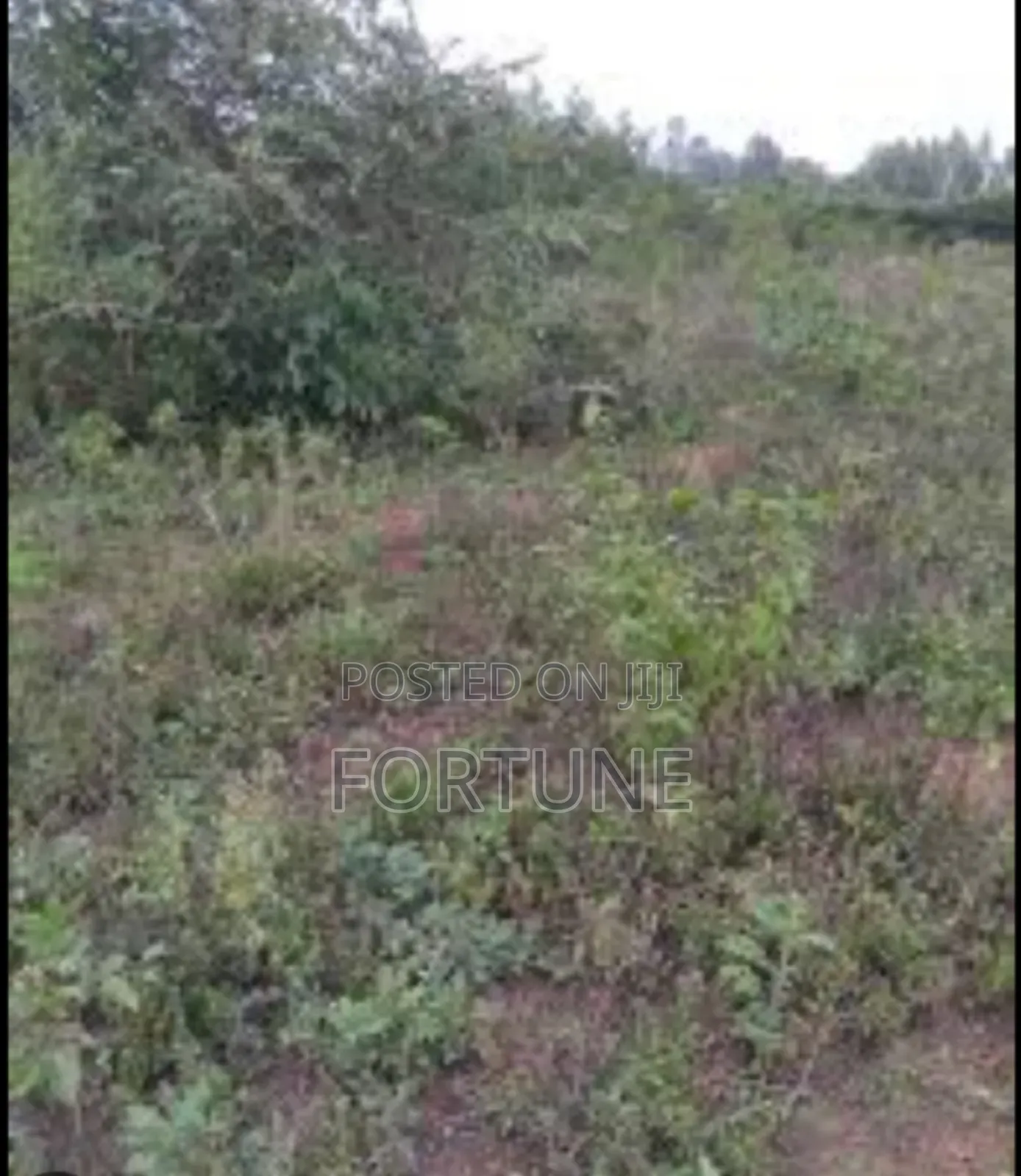 Agriculture Project in Masulita