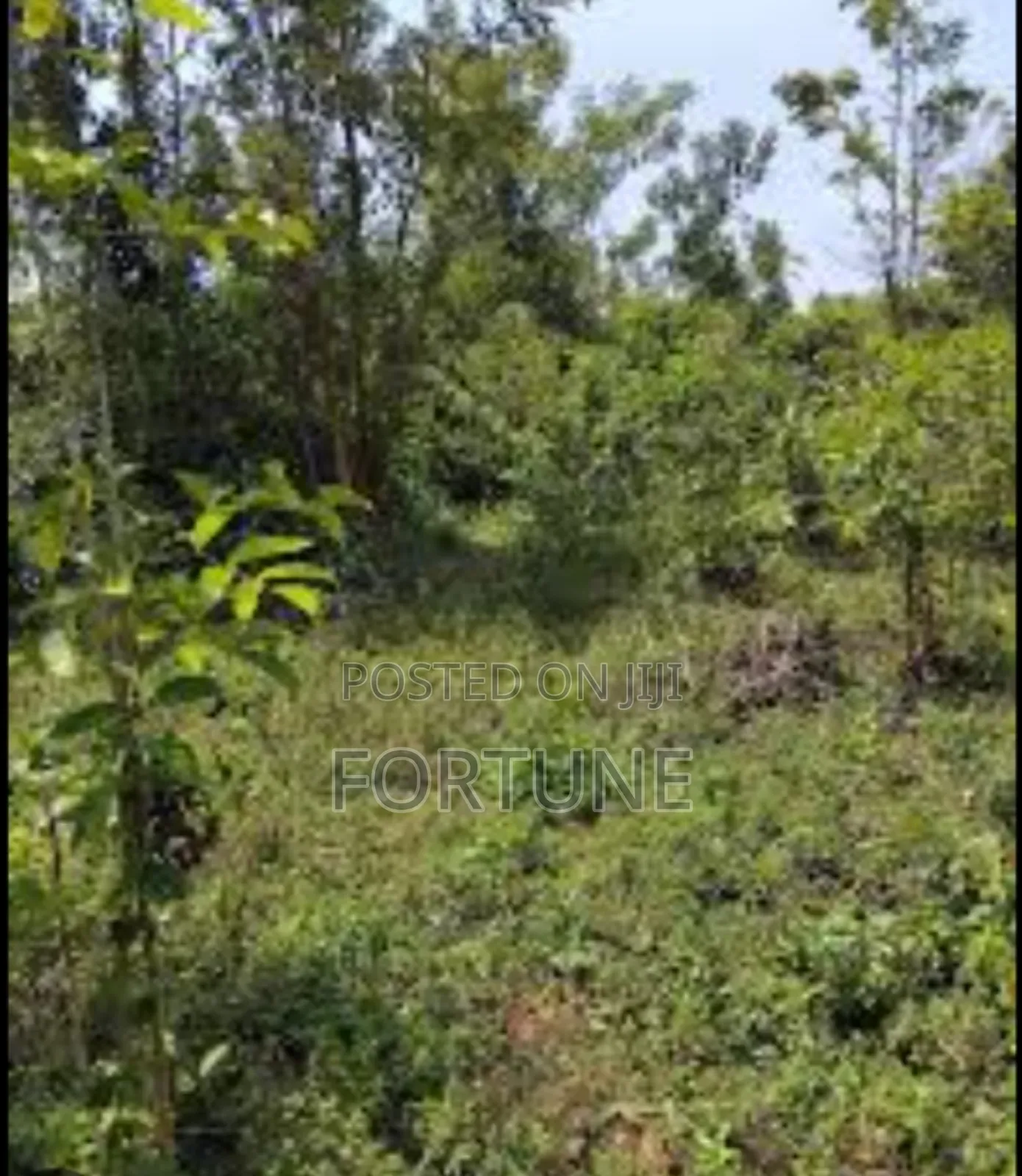 Agriculture Project in Masulita
