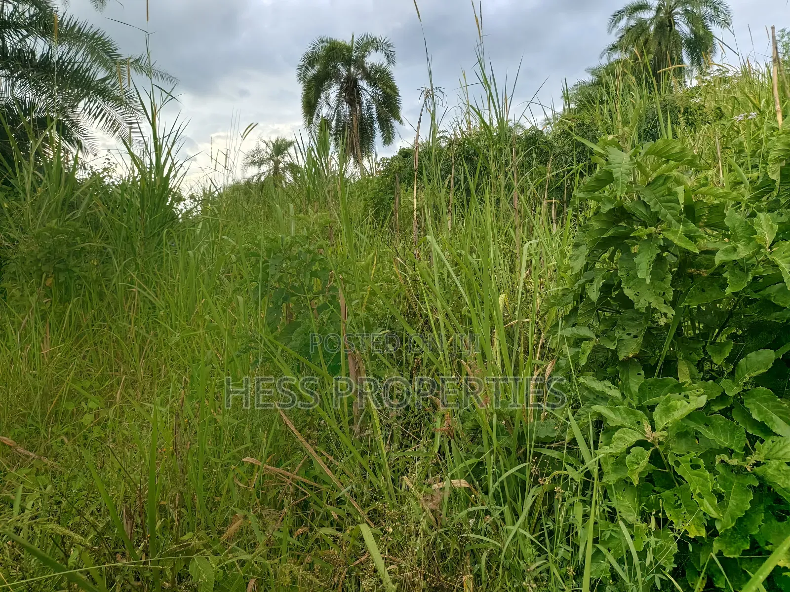 Agricultural Land on Sale in Kyenjojo