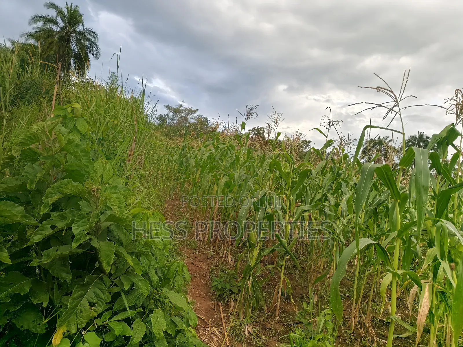 Agricultural Land on Sale in Kyenjojo