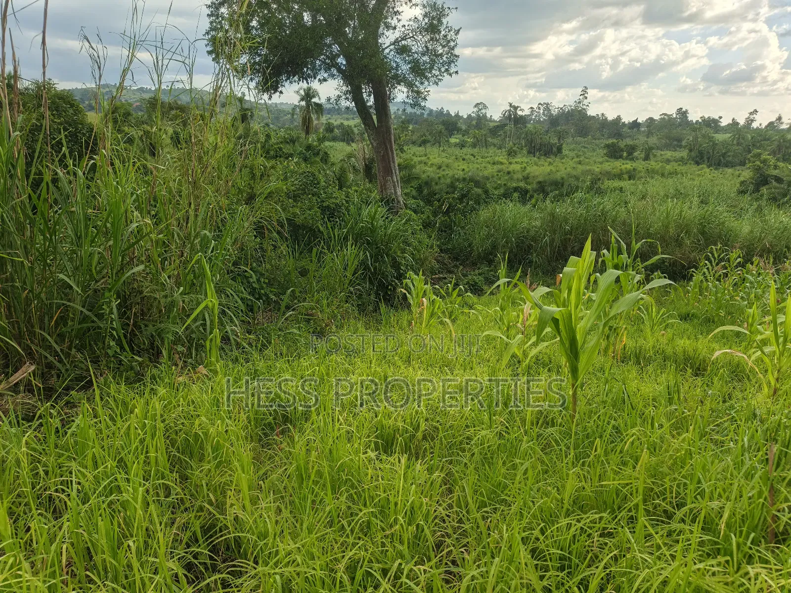 Agricultural Land on Sale in Kyenjojo