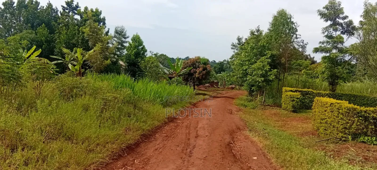 1 Acre Of Sugarcane-covered Land For Sale – Muguluka,Jinja District in Jinja
