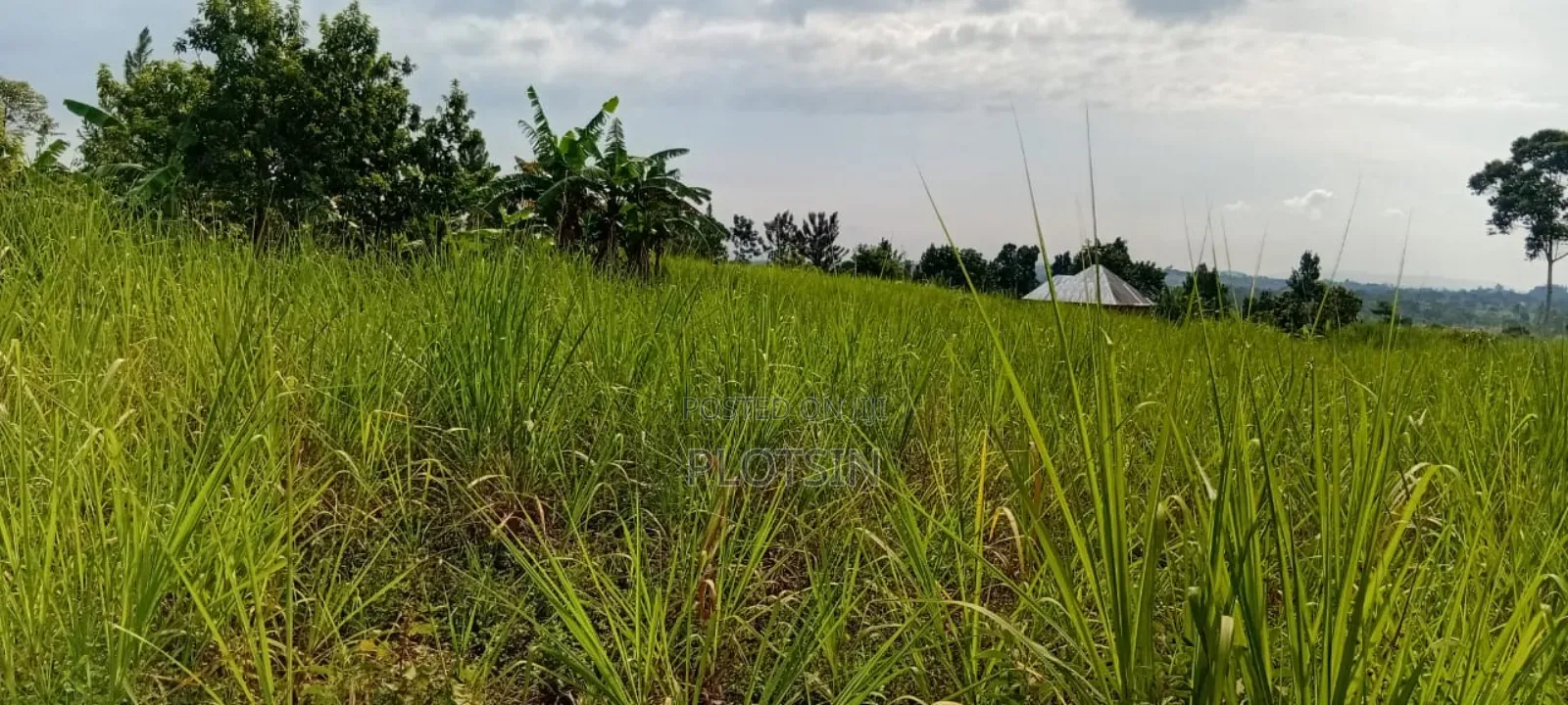 1 Acre Of Sugarcane-covered Land For Sale – Muguluka,Jinja District in Jinja