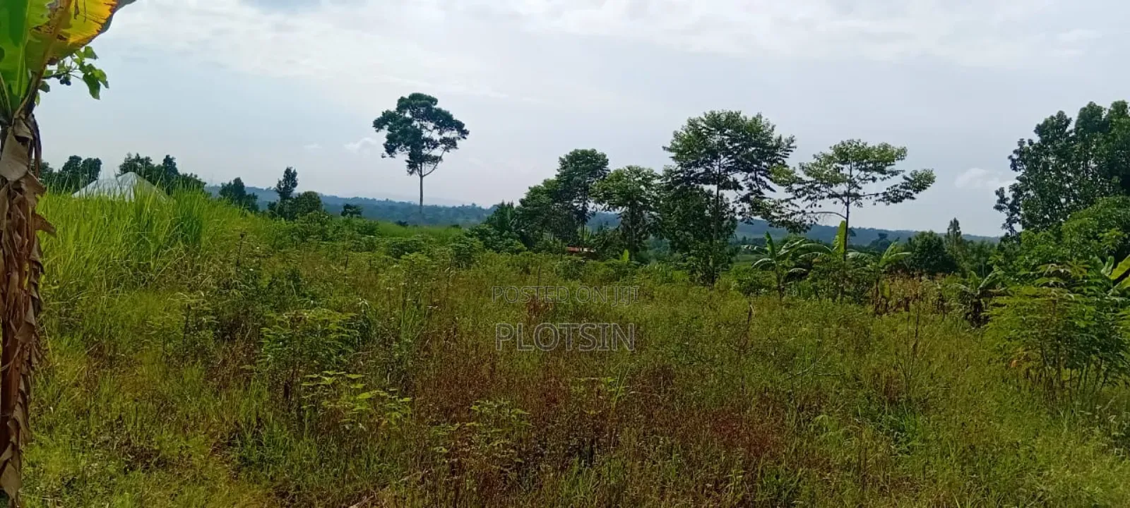 1 Acre Of Sugarcane-covered Land For Sale – Muguluka,Jinja District in Jinja