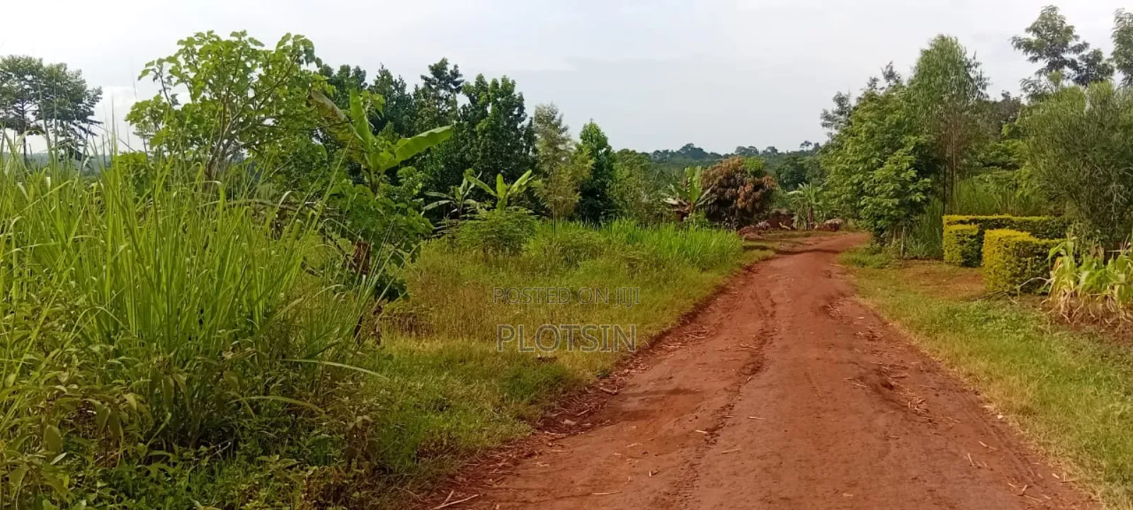 1 Acre Of Sugarcane-covered Land For Sale – Muguluka,Jinja District in Jinja