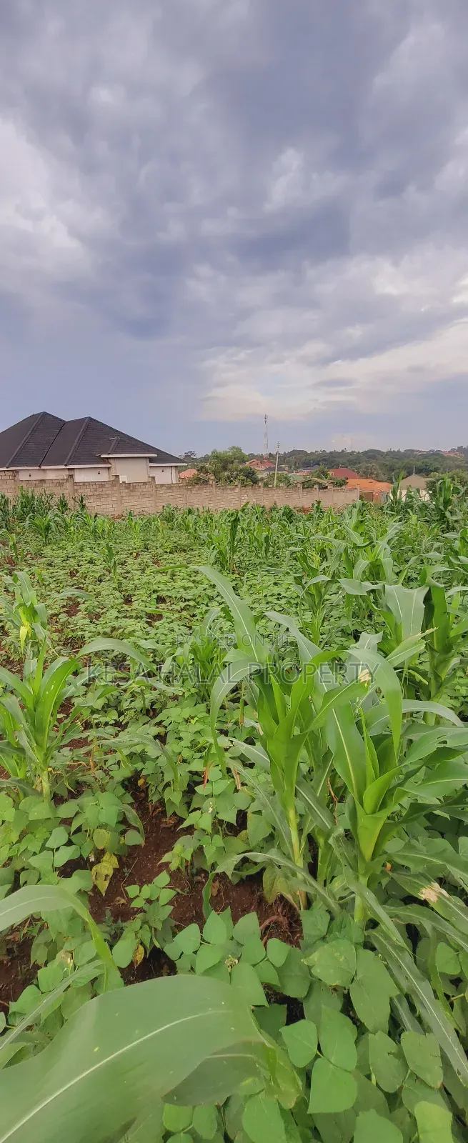 Titled 50x100 Plots Behind Kagoma in a Good Neighboring State in Nabweru