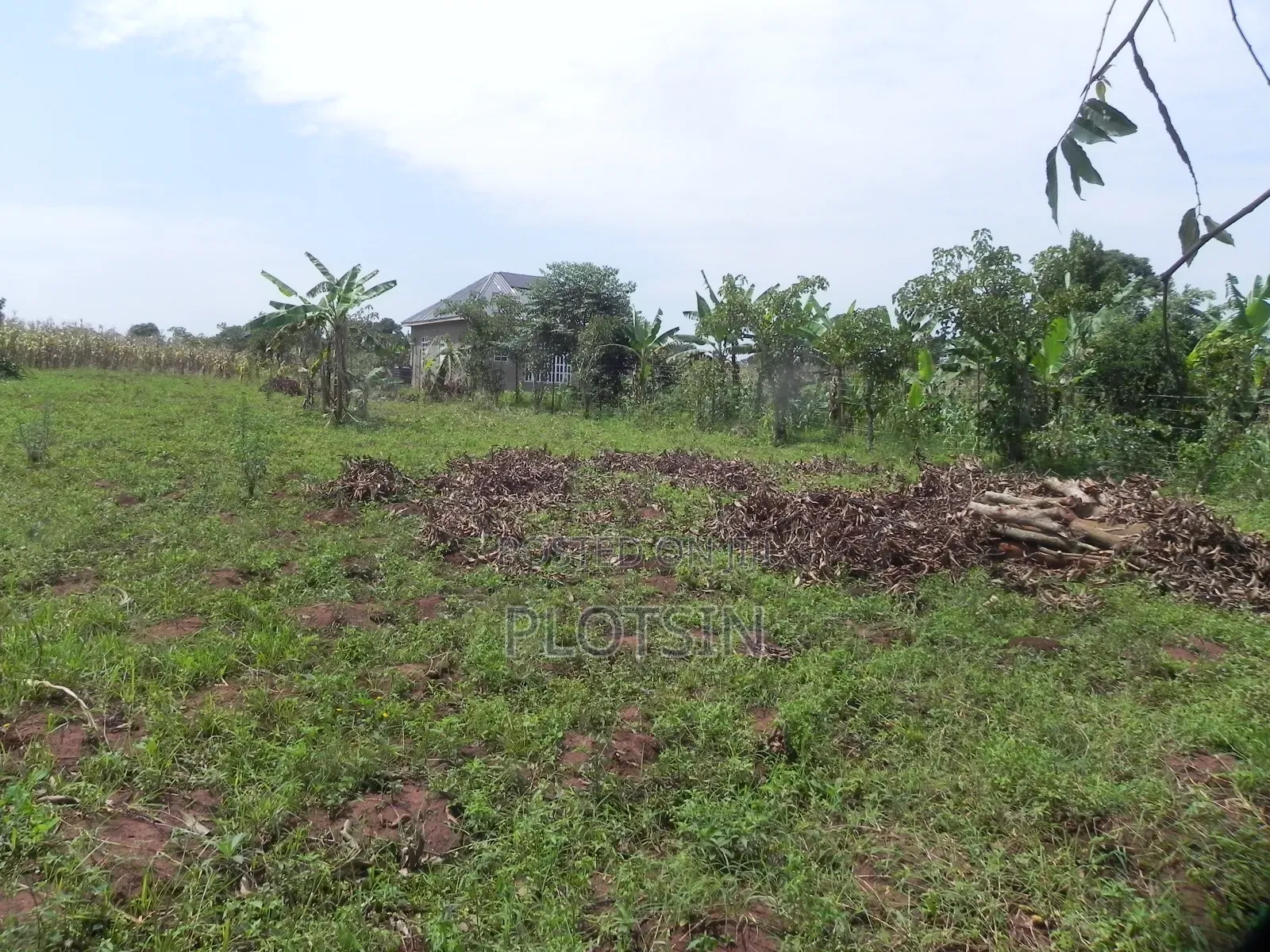 3 Acres Touching the River Nile for Sale – Matumu, Kamuli, Ugx I 120m in Iganga