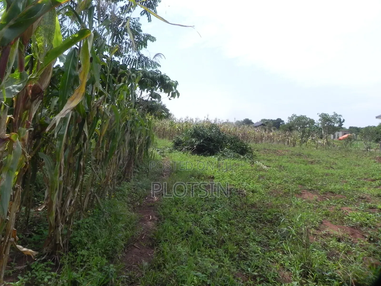 3 Acres Touching the River Nile for Sale – Matumu, Kamuli, Ugx I 120m in Iganga