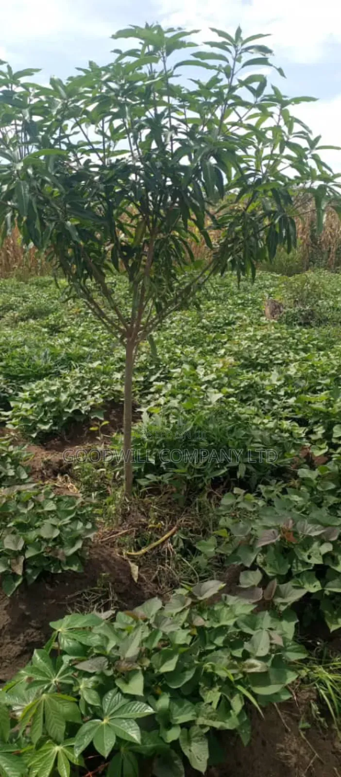 20 Acres of Land in Kamira Kikyuusa in Central Division
